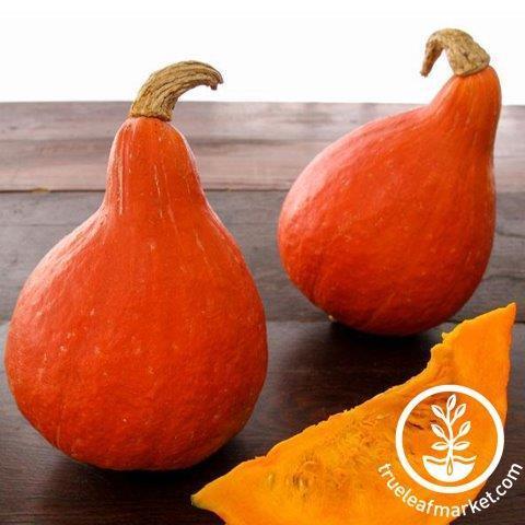 Japanese Red Kuri Squash Seeds