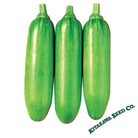 Squash Seeds - Korean, Summer - King Ka Ae - Hybrid