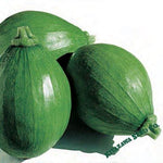 Squash Seeds - Korean, Summer - Teot Bat Put - Hybrid