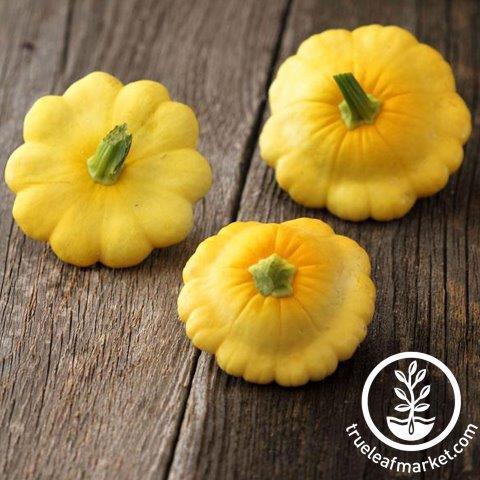 Scallop Yellow Bush Squash Seeds - Non-GMO