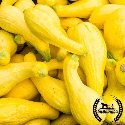 Yellow Summer Crookneck Squash