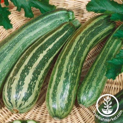 Squash Seeds - Summer - Green Zebra F1