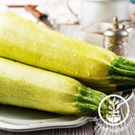 Lebanese White Bush Summer Squash