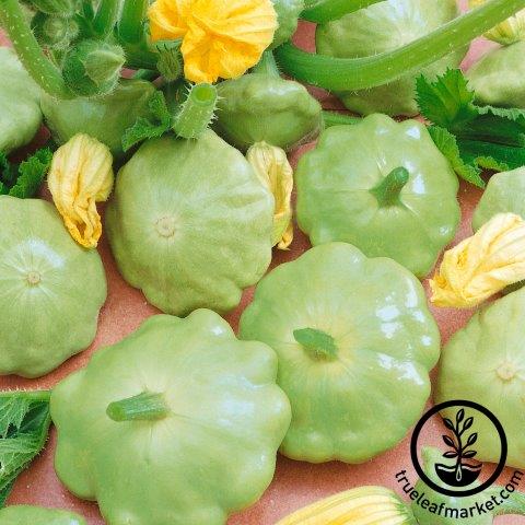 Squash Seeds, Summer - Lunar Eclipse F1 - Organic