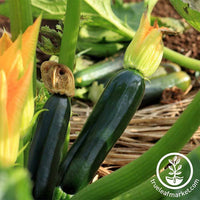 Squash Summer Zucchini Black Beauty Seed