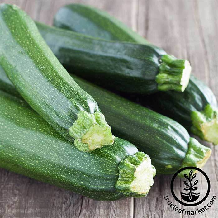 Squash Seeds - Summer - Zucchini Cashflow Hybrid