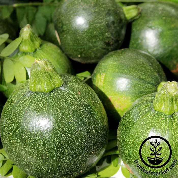 Zucchini Eight Ball Hybrid