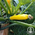 Squash - Summer - Zucchini Golden Glory Hybrid