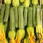 Squash Summer Zucchini Greyzinni Hybrid Seed