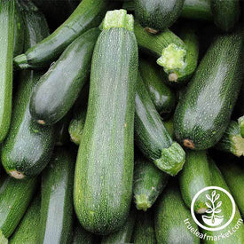 Squash Summer Zucchini Spineless Beauty Hybrid Treated Seed