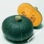 Squash Seeds - Japanese, Winter - Sweet Mama - Hybrid