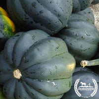 Organic Table King Bush Acorn Squash Seeds