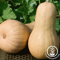 Squash Seeds - Winter - Big Chief F1