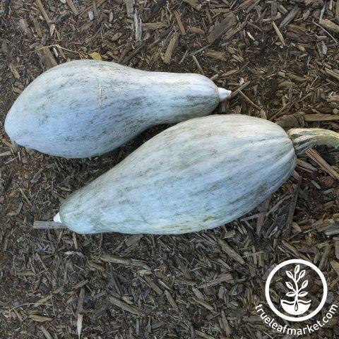 Squash Seeds - Winter - Blue Banana