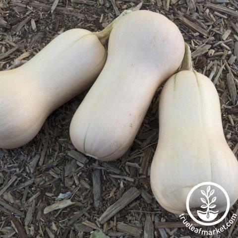 Squash Seeds - Winter - Bugle