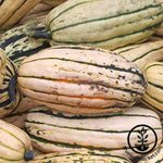 winter delicata squash seeds