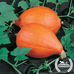 Squash Seeds - Winter - Golden Delicious - Organic