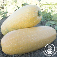 Squash Seeds - Winter - Goldetti F1