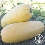 Squash Seeds - Winter - Goldetti F1