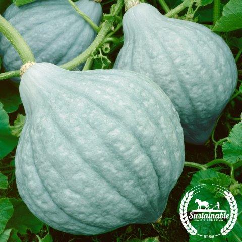 Squash Seeds - Winter - Hubbard Blue - Organic