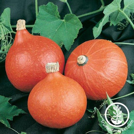 Squash Seeds - Winter - Orange Magic F1