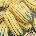 Squash Seeds - Winter - Pinata F1 PMT