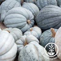 Squash Winter Queensland Blue