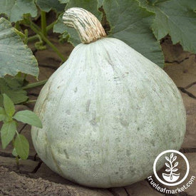 Squash Seeds - Winter - Silver Bell