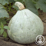 Squash Seeds - Winter - Silver Bell