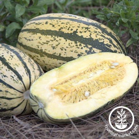 Squash Seeds - Winter - Sugaretti F1 AAS