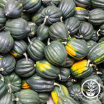 Table Queen Acorn Squash