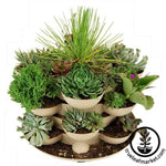 Stack and Grows make excellent succulent gardens!