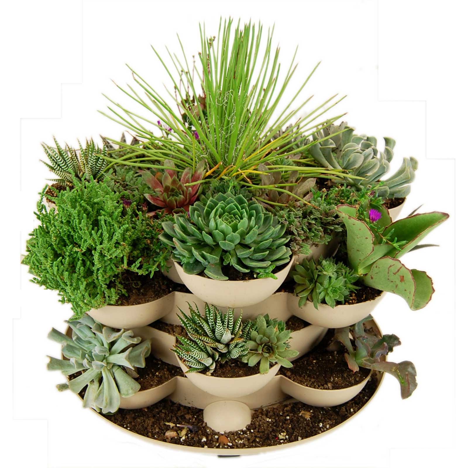 https://cdn.shopify.com/s/files/1/2016/2681/products/stack-and-grow-grown-cacti.jpg?v=1607374680
