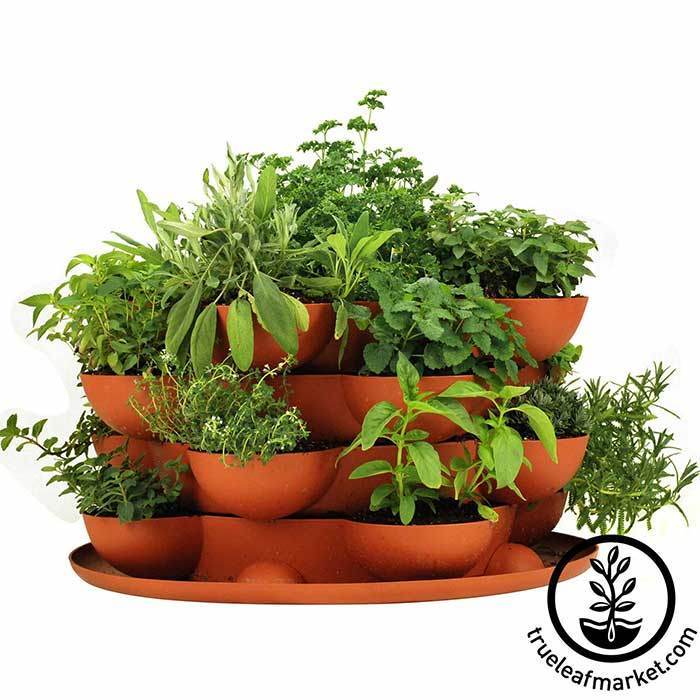 Culinary Herb Garden Starter with Stack Grow Planter True Leaf Market