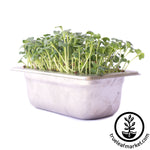 Stainless steel aquaponic Kit Grown Micro Greens