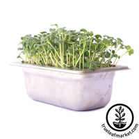 Stainless steel aquaponic Kit Grown Micro Greens