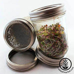 Sprouts in jar