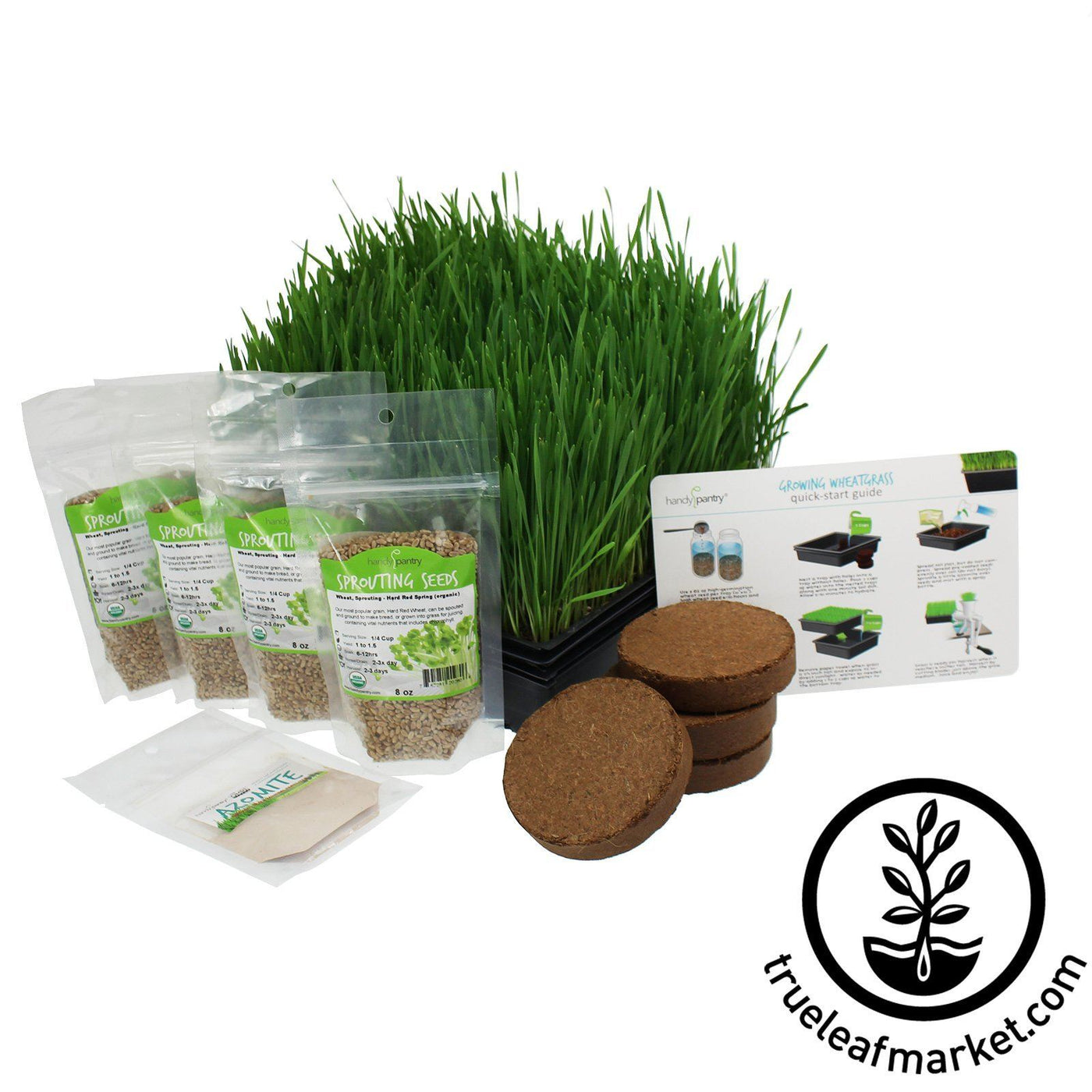 Starter Organic Wheatgrass Growing Kit - Learn to Grow Wheat Grass $24