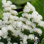 White Statice Flower