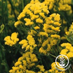 Yellow Statice Flower