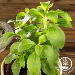 Stevia - Sweet Herb Seed