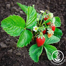 Strawberry Seeds