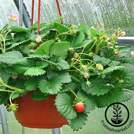 Pink Strawberry Seeds