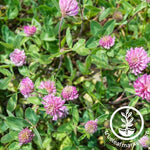 Strawberry Clover Seeds