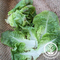 Summer Bibb Lettuce Seeds