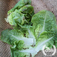 Organic summer bib lettuce