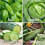 Summer Seed Assortment Basil Cabbage Cucumber Squash