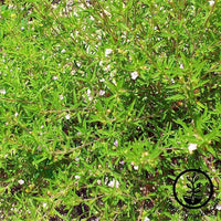 Summer Savory Herb Seed