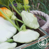 Bennings Green Tint Scallop Summer Squash Seeds