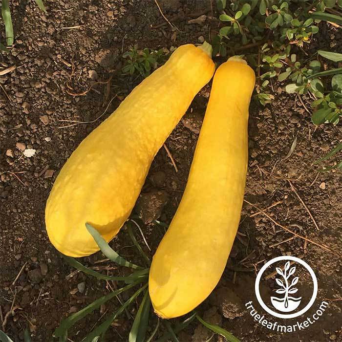 Squash Summer Early Prolific Straightneck Seed